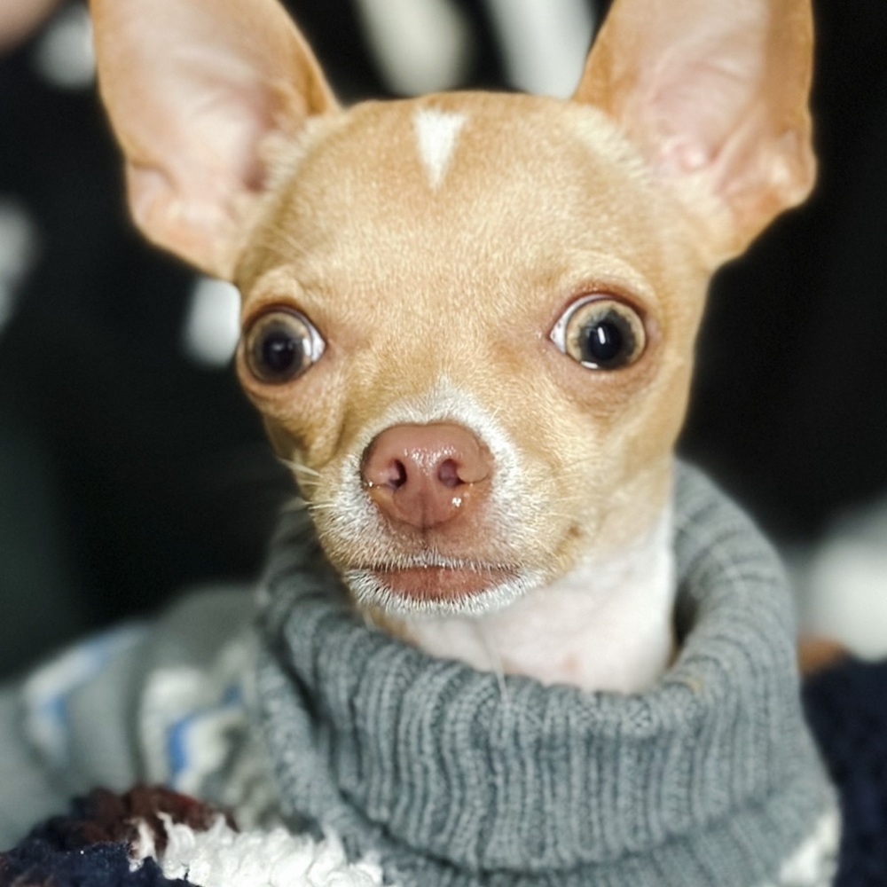 Meet your Posher, Tommy Hilflipper